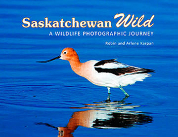 Saskatchewan Wild cover